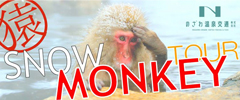 Snow Monkey Tour