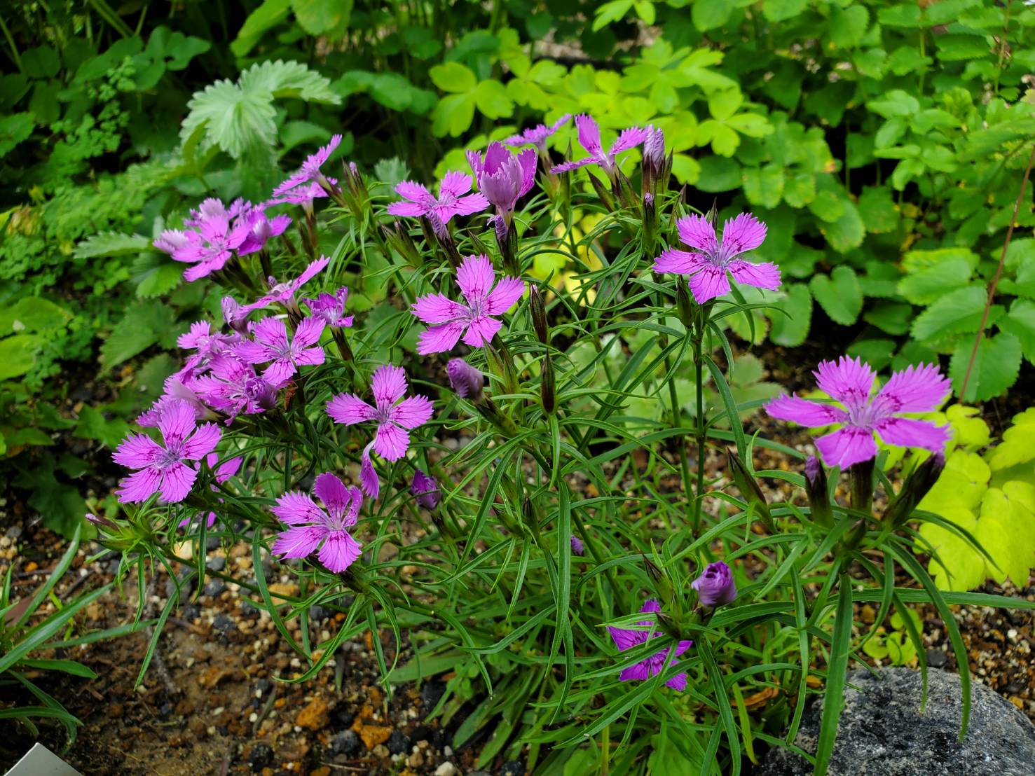 シナノナデシコ エゾルリソウ 野沢温泉スキー場
