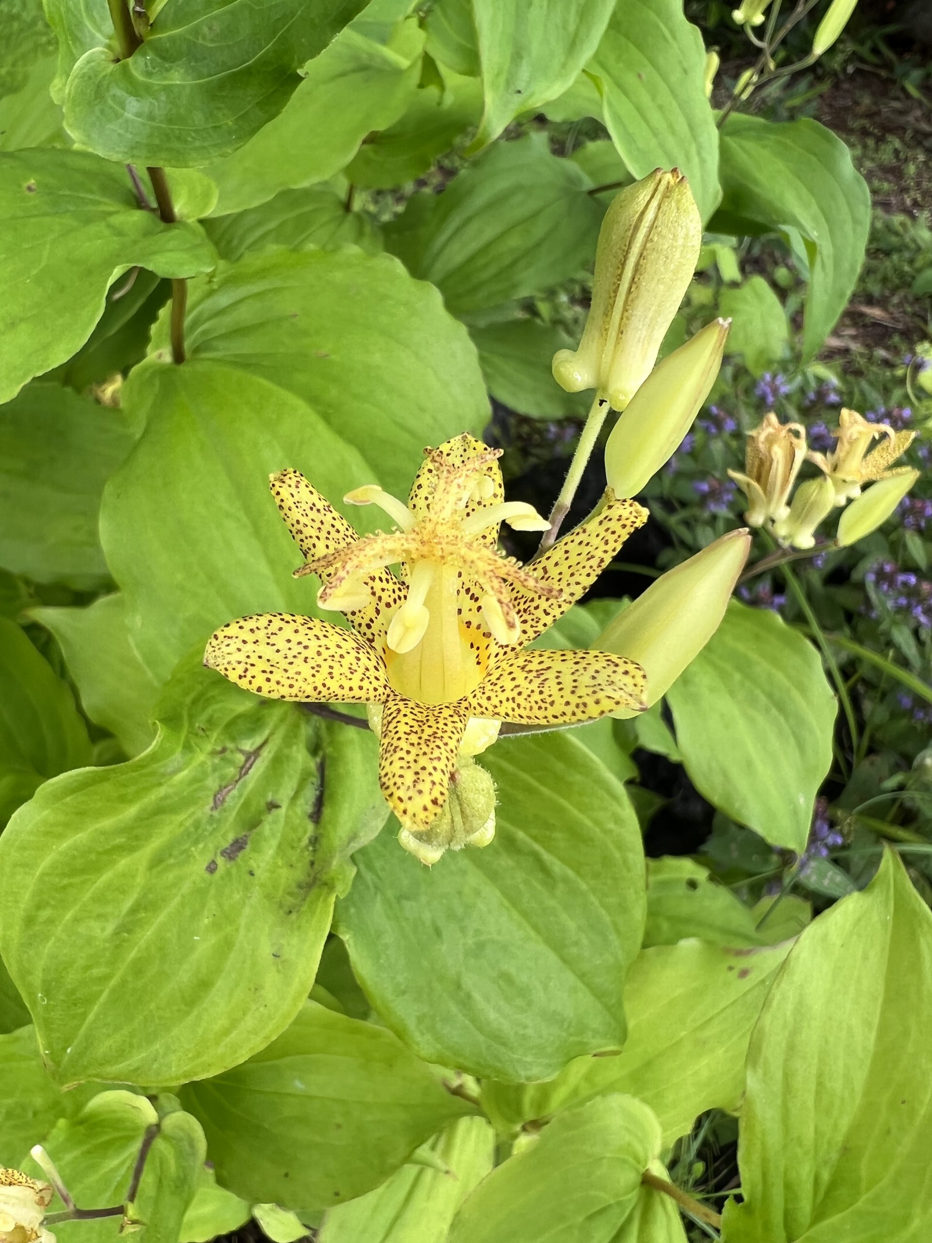 黄花ホトトギス 野沢温泉スキー場