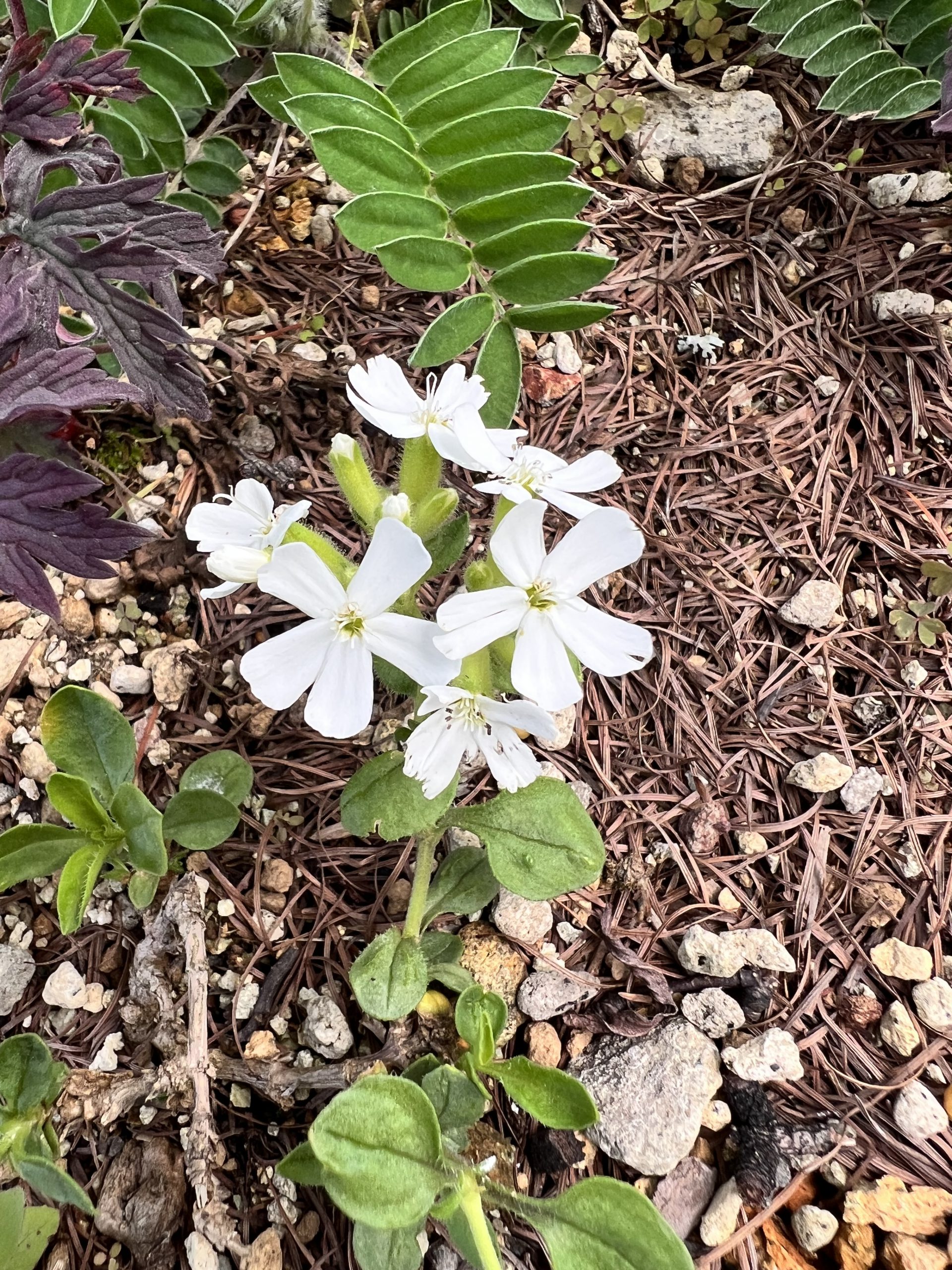 サポナリア(白)