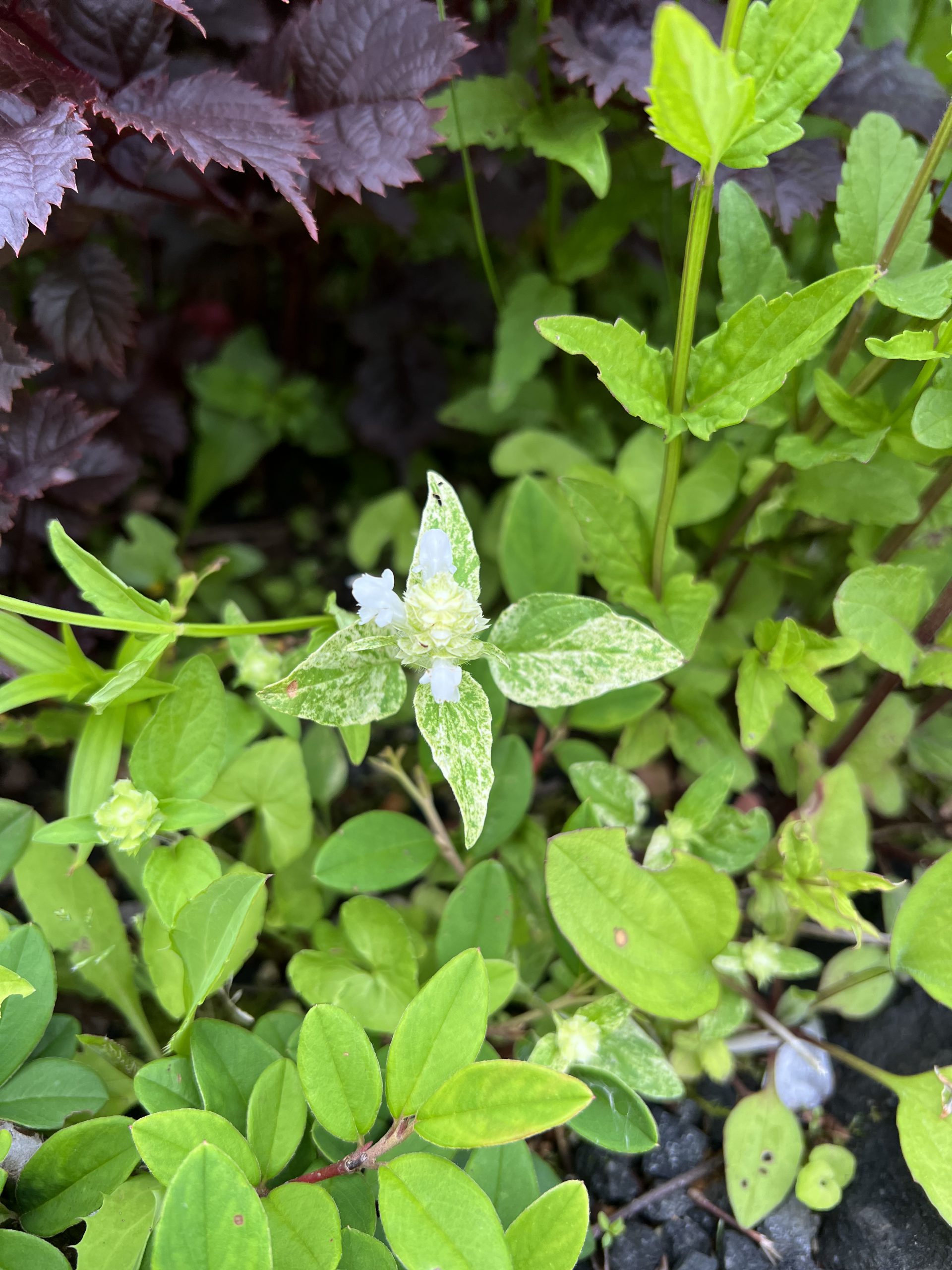 斑入ウツボグサ(白)