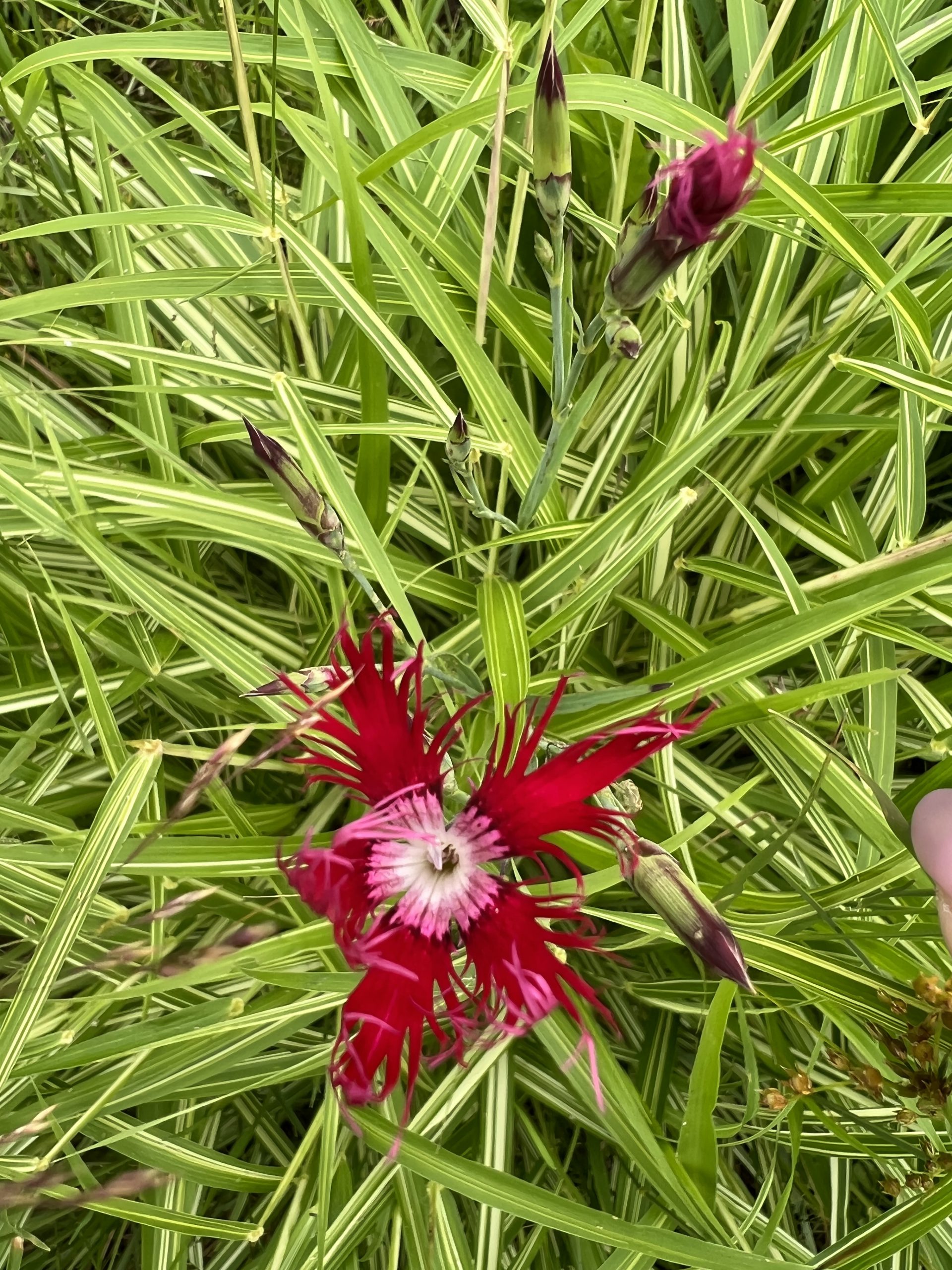 カワラナデシコ(赤花)