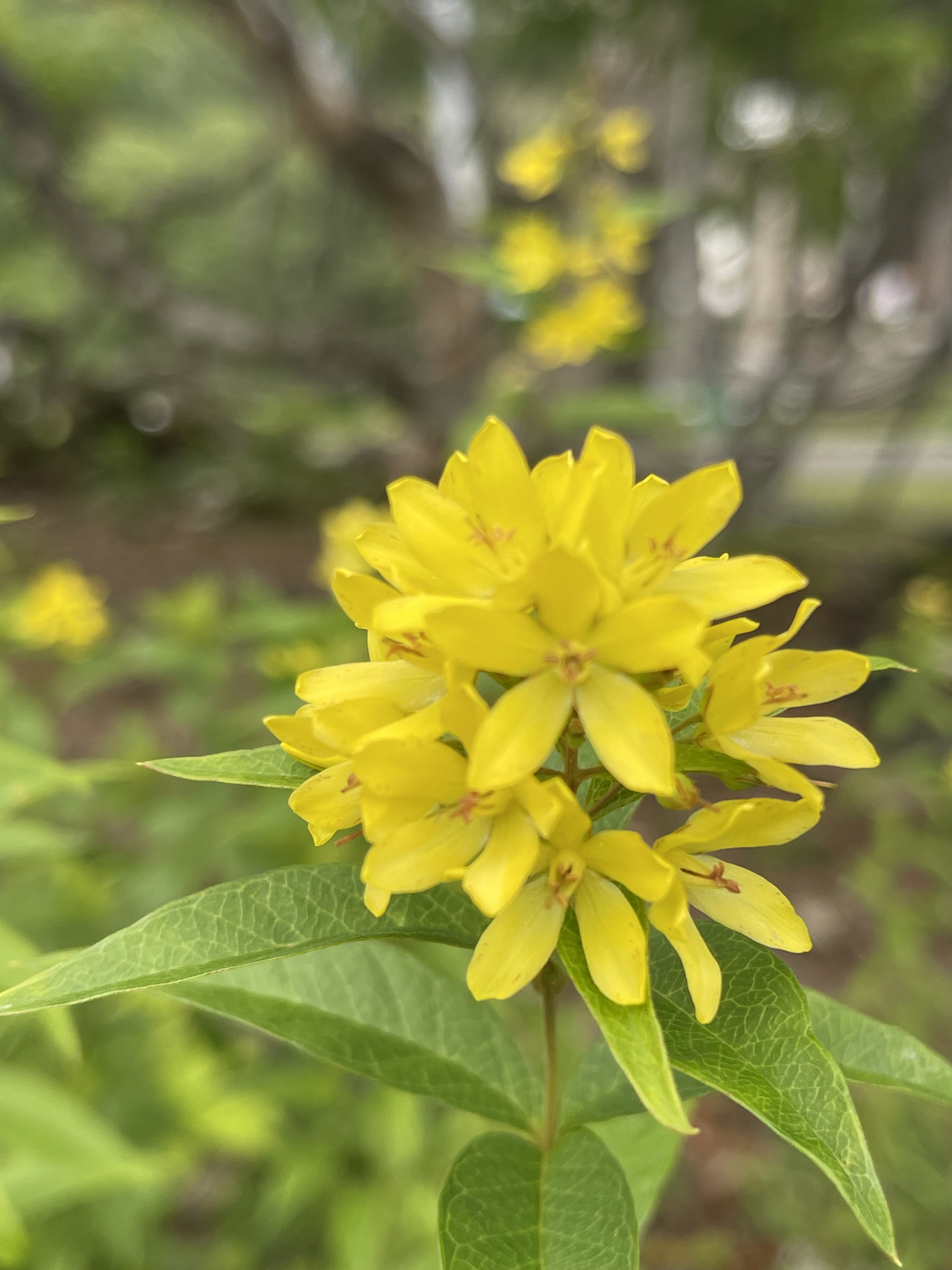 🌻クサレダマ